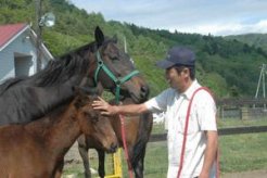 福田真一さんに甘える母馬と半弟