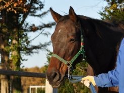 吉田牧場で繁殖生活を送っているライデンリーダー