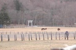 放牧地の裏には’メイショウ’の松本オーナーが愛馬の必勝祈願に来られる杵臼神社がある