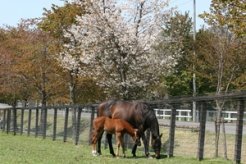 牧場の桜の下で～同
