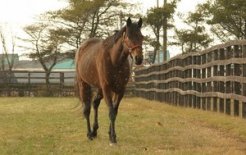 ＨＢＡ門別種馬場に種牡馬入りしたシベリアンホーク