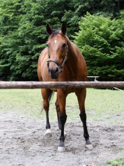 トウショウ牧場で繁殖生活を送っているシーイズトウショウ