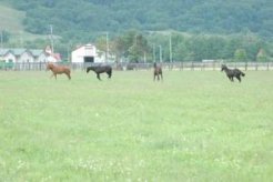 放牧地を駆ける１歳馬たち