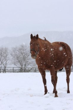 [雪が]