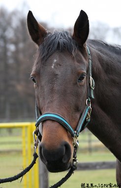 リキセレナード 馬 牧場 施設検索 競走馬のふるさと案内所