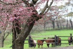 牧場では桜が咲いていた