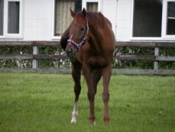 新和育成場にて休養中の本馬の半姉ヤマニンメルベイユ