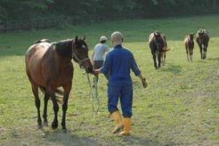 集牧風景～放牧馬の素直な行動にスタッフとの信頼関係が伺われる