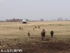 産まれたばかりの仔馬も放牧地を駆け巡る