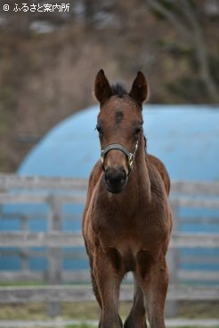 パールプレミアの半妹(牝当歳、父ロゴタイプ)