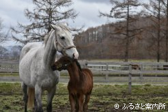 パールプレミアの母アルマエルモ(9歳)と今年生まれた当歳馬