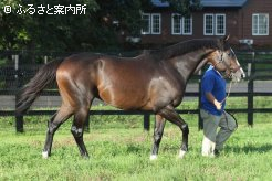 早くも日本競馬への適性を披露した好馬体