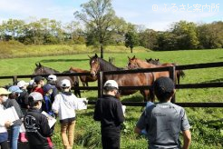 放牧中の繁殖牝馬と対面