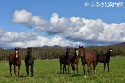 松浦牧場の当歳馬たち
