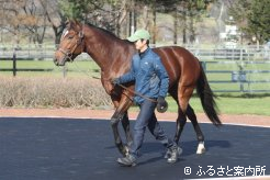 元気な姿でJBBA静内種馬場に到着した