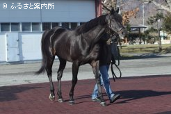 重賞2勝、G1/Jpn1競走でも好勝負を演じた