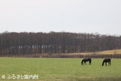 イヤリングの馬たちも手入れが行き届いた放牧地で管理が行われている