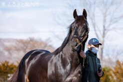 新種牡馬サンライズソア