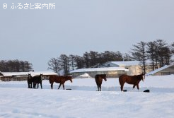 イヤリングの放牧地には雪の馬道も作られた