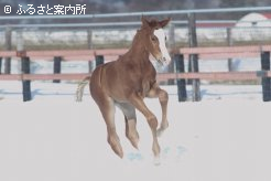 父に似た特徴を持つ栗毛の牝馬