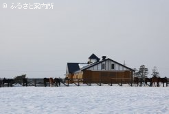 踏み固められた雪の上を歩く1歳馬たち