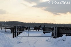 厳しい寒さの中でも、元気に動きまわる1歳馬たち