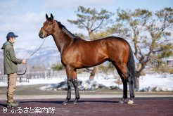 新種牡馬ヴァンゴッホ