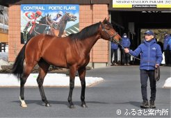 新入厩馬では、唯一の外国産馬となったポエティックフレア