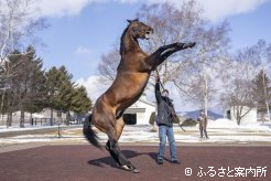 元気な姿をアピールしたマツリダゴッホ