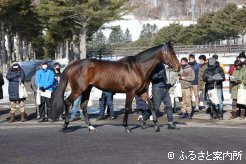 フィレンツェファイアは日本競馬の適性が高い、スパイツタウン系の血統馬