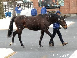 雪が降ってきた中、姿を見せたのは、この展示会最後のトリを任せられたエピファネイア