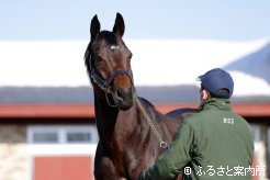 新種牡馬ダノンスマッシュ