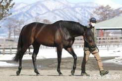 新種牡馬サブノジュニア