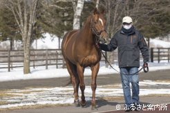 新種牡馬ゴルトマイスター