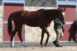 新種牡馬マテラスカイ