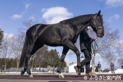 新種牡馬タニノフランケル