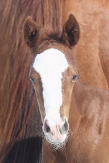 競走馬のふるさと案内所
