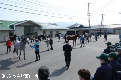 日高育成牧場で開催された育成馬展示会