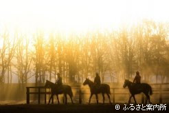 朝焼けの中を調教コースまで向かう2歳馬たち
