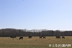 広い放牧地では1歳馬たちが元気に走り回っていた