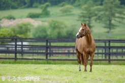 ４年連続で100頭を超える繁殖牝馬を集める人気種牡馬となった