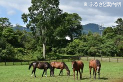 現在、放牧地には知りあいの牧場の繁殖牝馬が4頭いる
