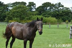 金舛牧場に唯一残った繁殖牝馬セレスチャルローブはサクラバクシンオーの半妹という良血馬