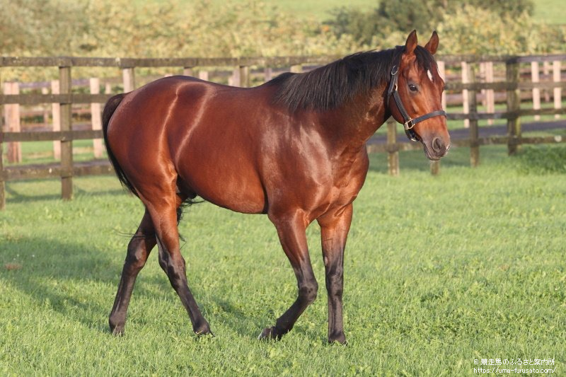 競走馬のふるさと案内所馬産地ニュースグレーターロンドンがフレッシュマンサイアーのJRA重賞初制覇