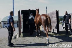 JRA宮崎育成牧場へ向かう北海道セプテンバーセール購買馬