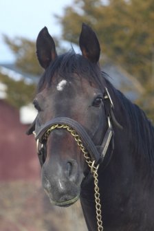 競走馬のふるさと案内所