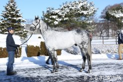 日本軽種馬協会静内種馬場の新種牡馬カラヴァッジオ