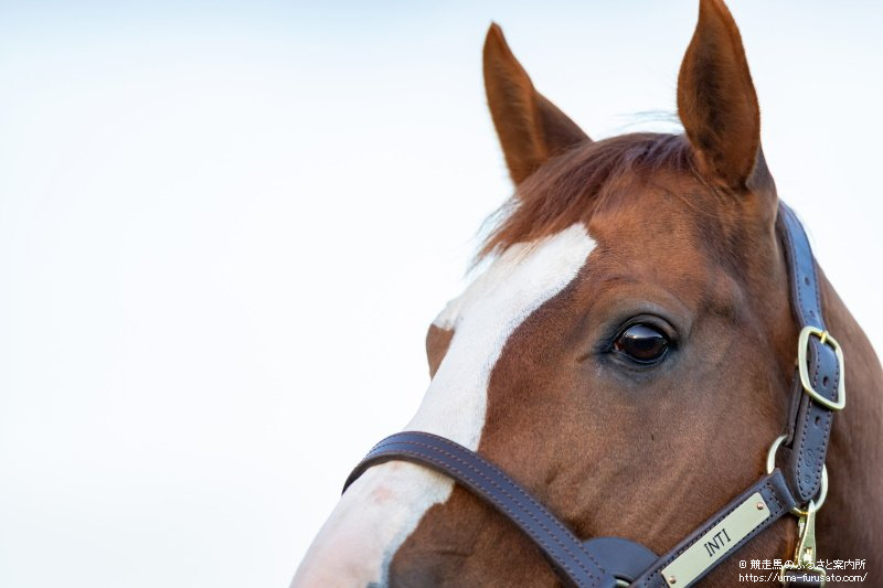 種牡馬 写真集 名馬 アルバム 生写真 レース写真 競走馬 競馬 qc