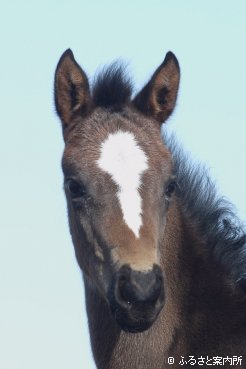 下河辺牧場で生まれたコントレイルの初仔