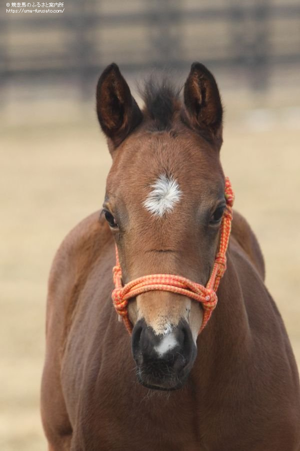 モズスーパーフレアの初仔が生まれる | 馬産地ニュース | 競走馬の